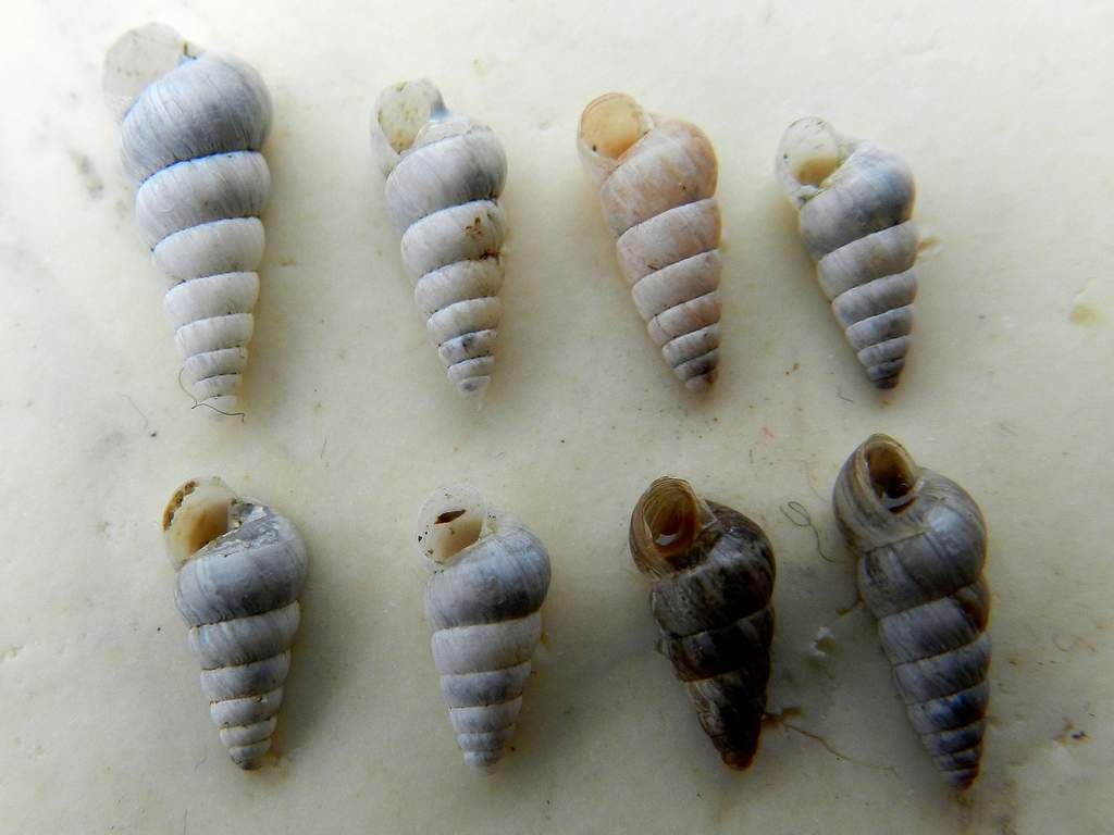 Conferma per Cochlicella acuta (Muller, 1774)